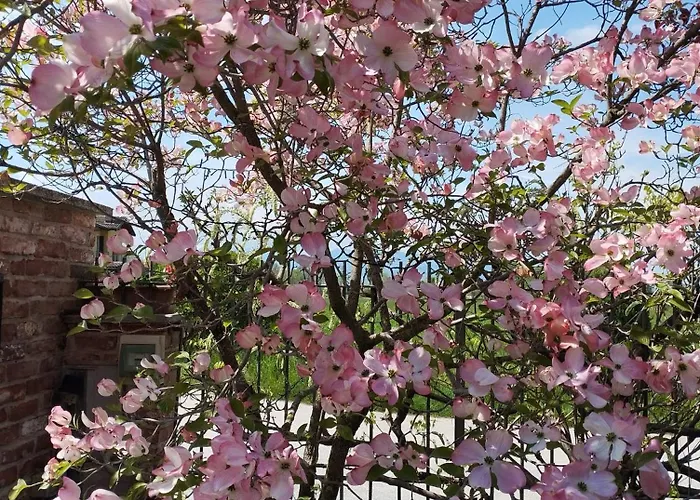 Oda ve Kahvaltı Rubino *